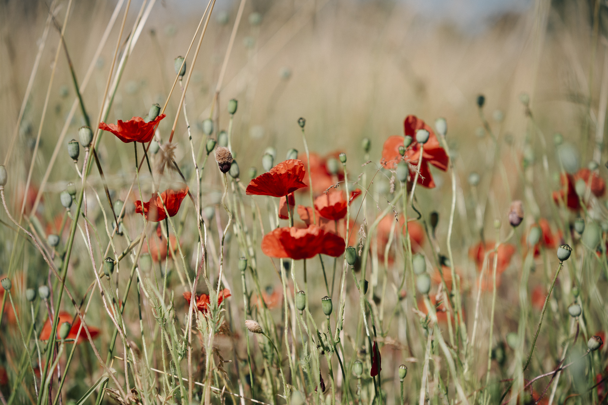 Nahaufnahme von roten Mohnblumen auf einer sommerlichen Wiese.